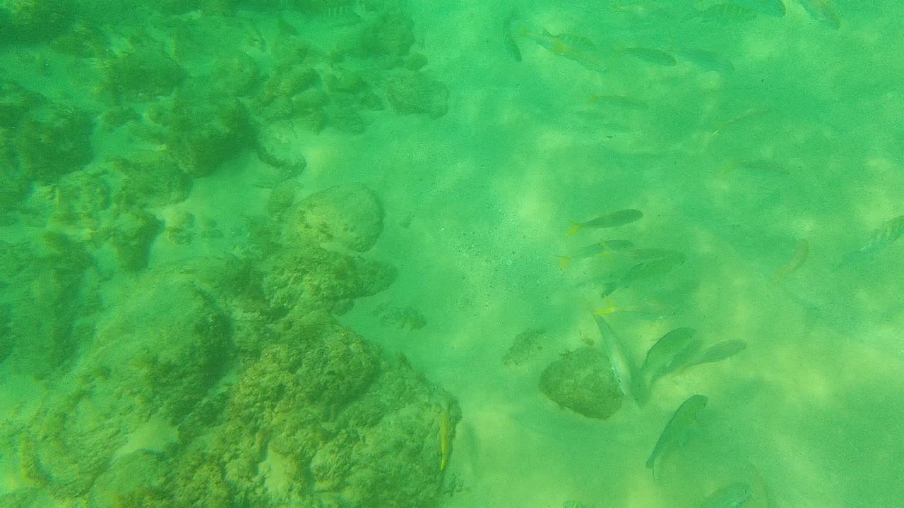 Small fish swim above dark rocks and pale sand in green underwater water at Palmilla Los Cabos, with no visible people.