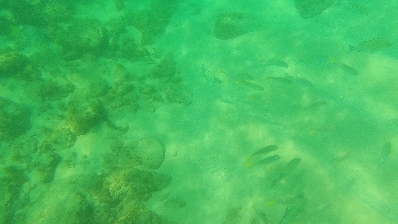 Fish appear around a cluster of submerged rocks with sandy gaps and green water haze at Palmilla Los Cabos, with no visible people.