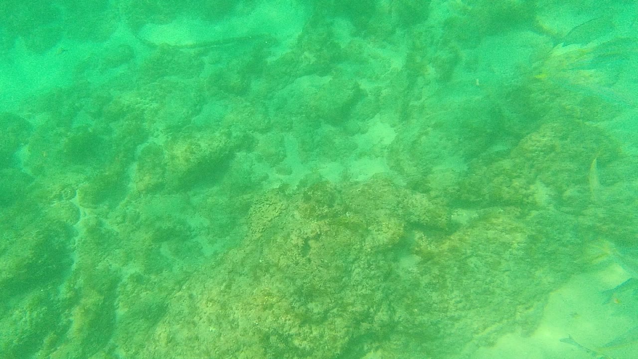 Small fish over rocks in clear green water