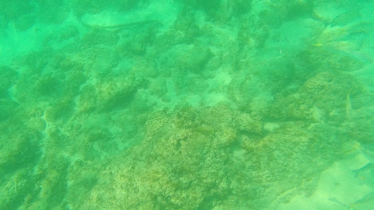 A rocky underwater seabed in Palmilla Los Cabos fills the frame with scattered small fish and pale sand between rocks, no visible people.