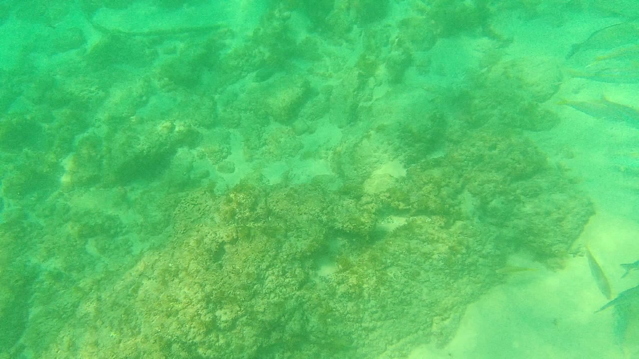 Small fish swim along sandy channels between underwater rocks in Palmilla Los Cabos, with soft green water and no visible people.