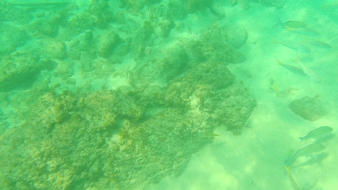 Green underwater light washes over rocks and small fish near the seabed in Palmilla Los Cabos, with no visible people.