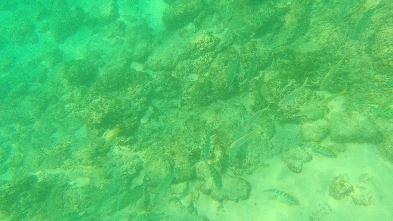 Small fish over rocks and pale sand in green underwater light.
