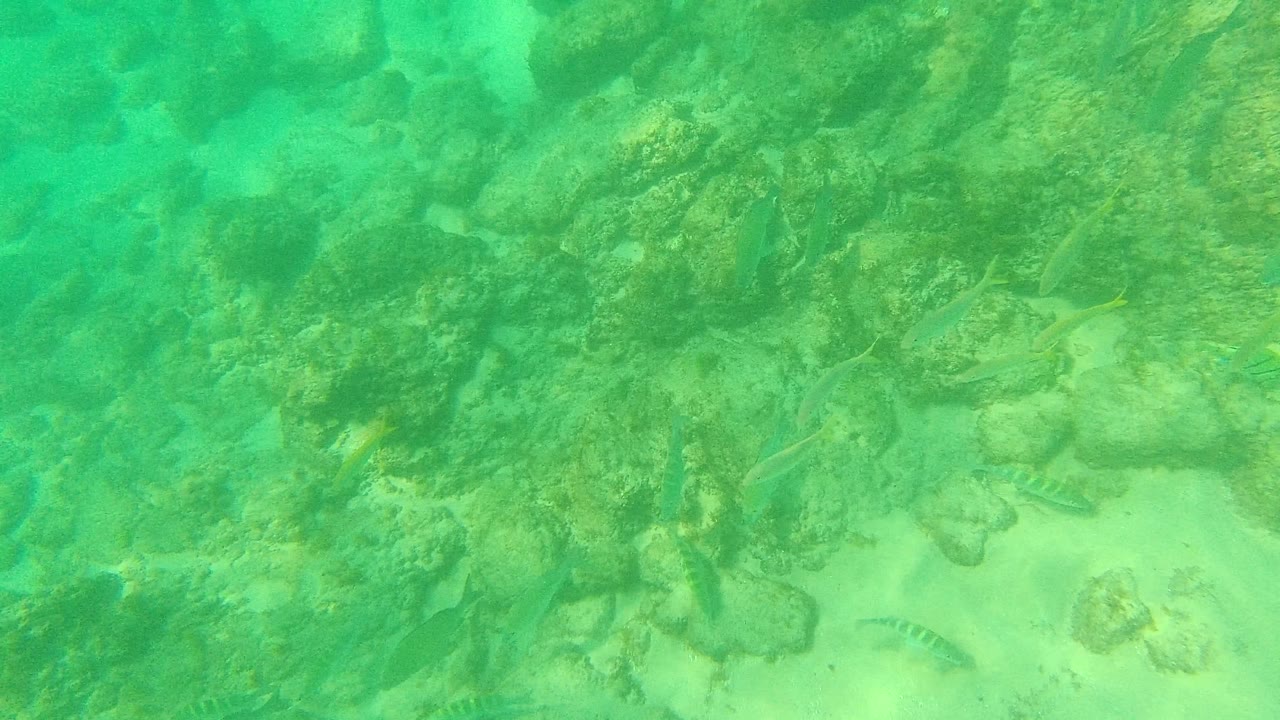 A central cluster of underwater rocks fills the Palmilla Los Cabos frame as small fish swim near sandy gaps, with no visible people.
