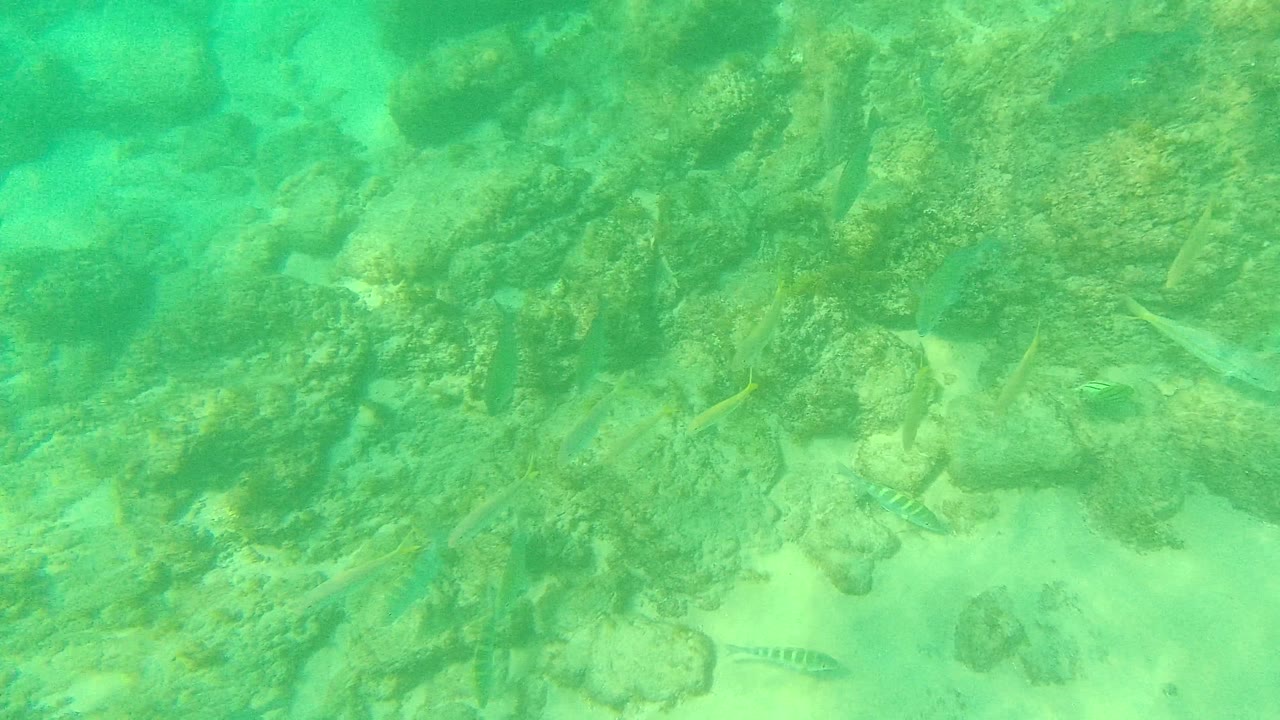 Small fish are spread across a rocky ocean floor at Palmilla Los Cabos, with filtered green water softening the rocks and sand, and no visible people.