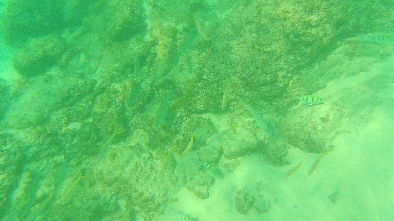 The Palmilla Los Cabos underwater view angles down on rough rocks, pale sand, and a few small fish passing through green water, with no visible people.
