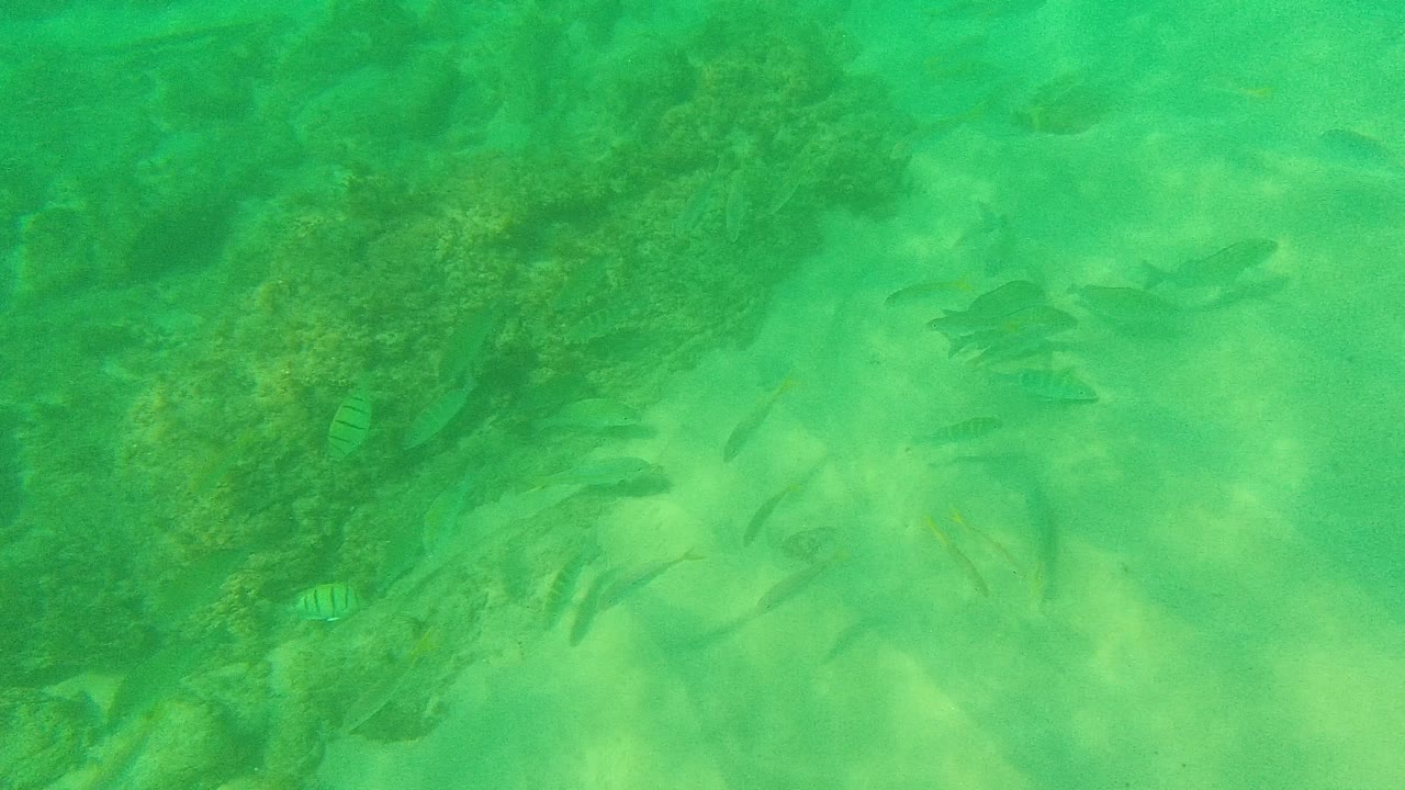 Small fish over a green underwater reef and sandy patches.