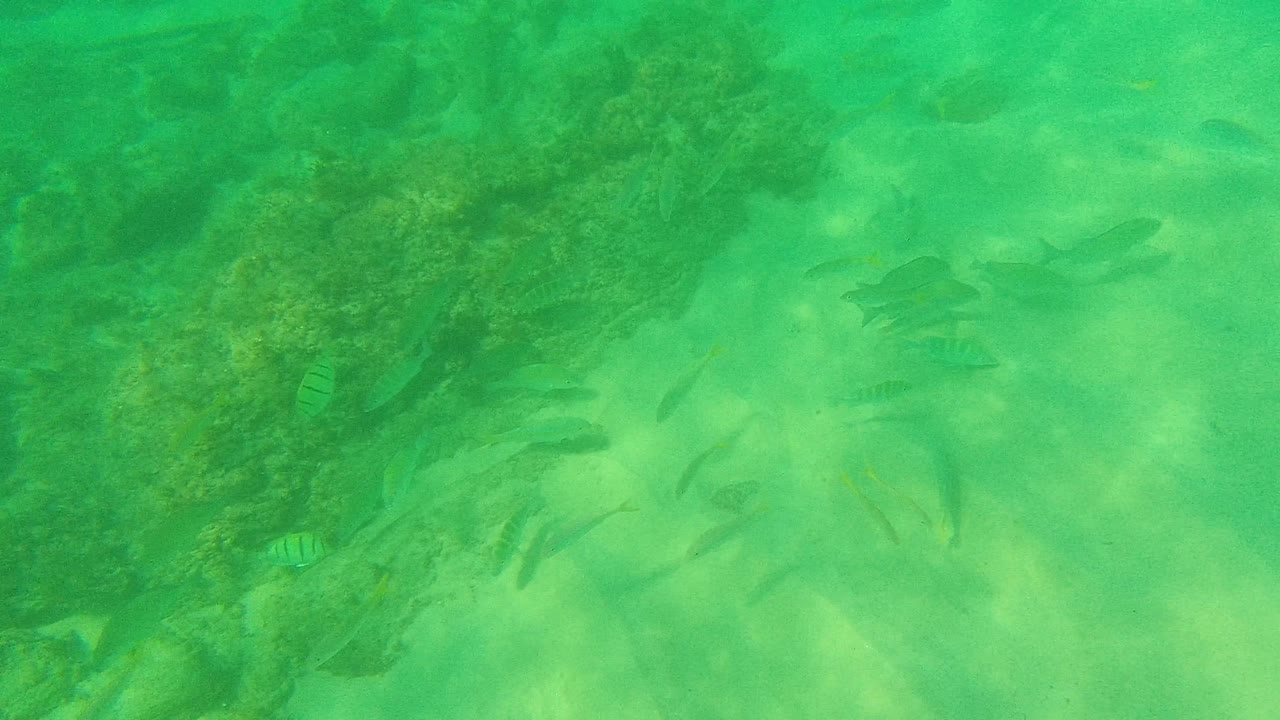 A loose cluster of small fish appears near darker reef rock in Palmilla Los Cabos, Mexico, with sandy bottom showing through green water and no visible people.