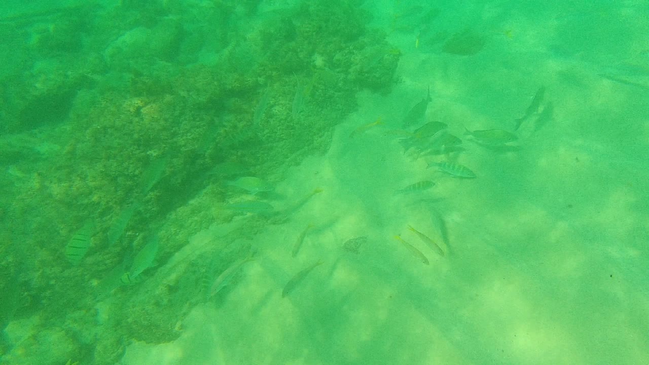 Small fish are spread across the midframe over reef rock and sand in Palmilla Los Cabos, Mexico, under soft green underwater light with no visible people.
