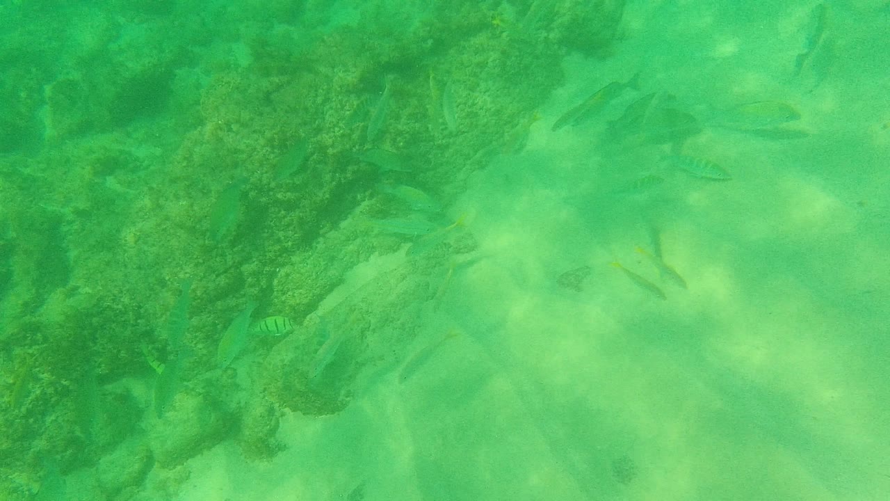 A pale sandy patch opens beside the rocky reef as small fish pass through green water in Palmilla Los Cabos, Mexico, with no visible people.