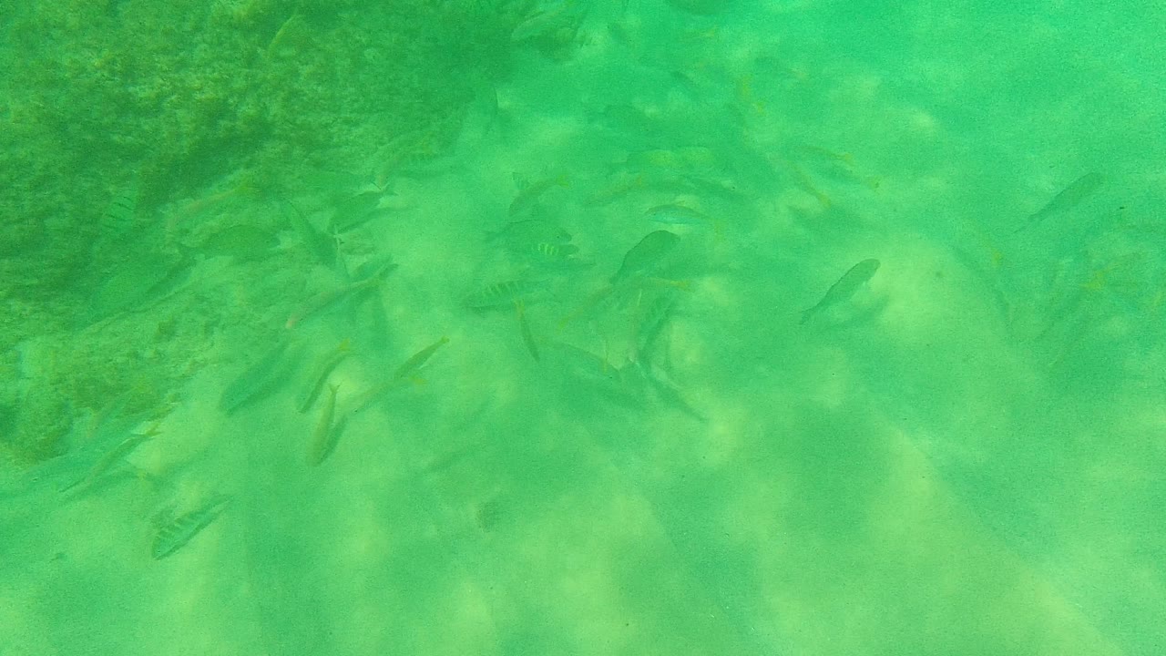 Small fish over a sandy underwater bottom in green water.