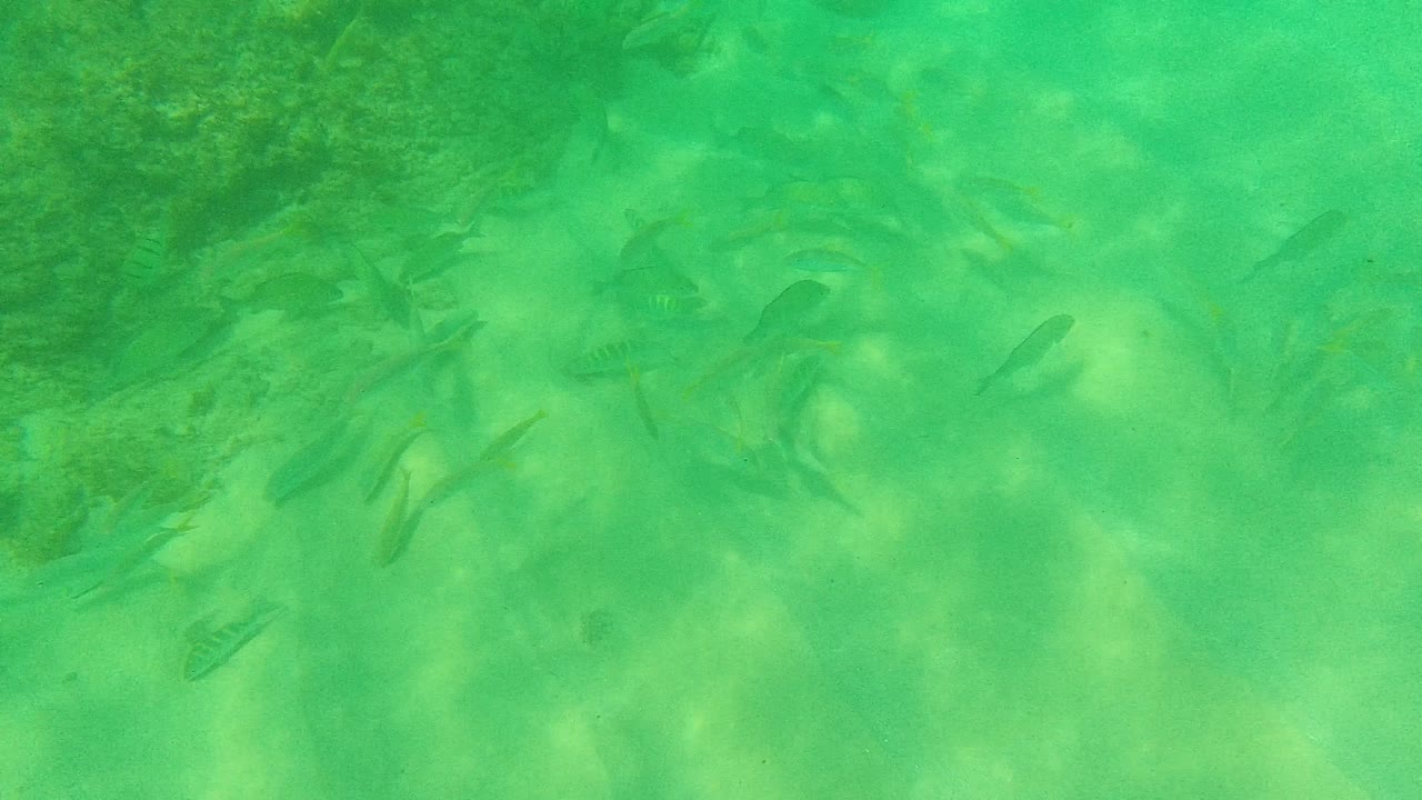 A loose cluster of small fish crosses the upper part of the Palmilla Los Cabos underwater frame above pale sand and reef shadow, with no visible people.