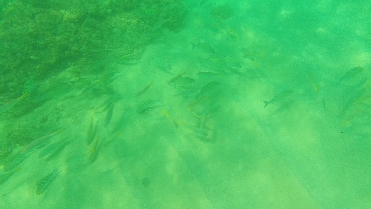 Small fish pass across green water over a sandy bottom and darker underwater rock or coral at Palmilla Los Cabos, with no visible people.