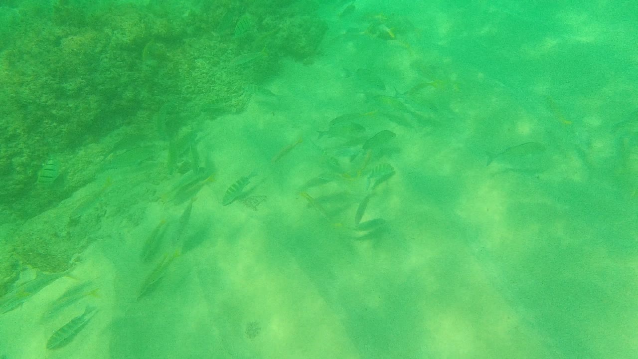 A loose school of small fish appears beside darker reef patches and pale sand in green Palmilla Los Cabos water, with no visible people.