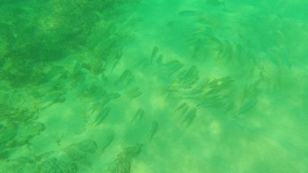 Small fish over green shallow water and rocky seabed