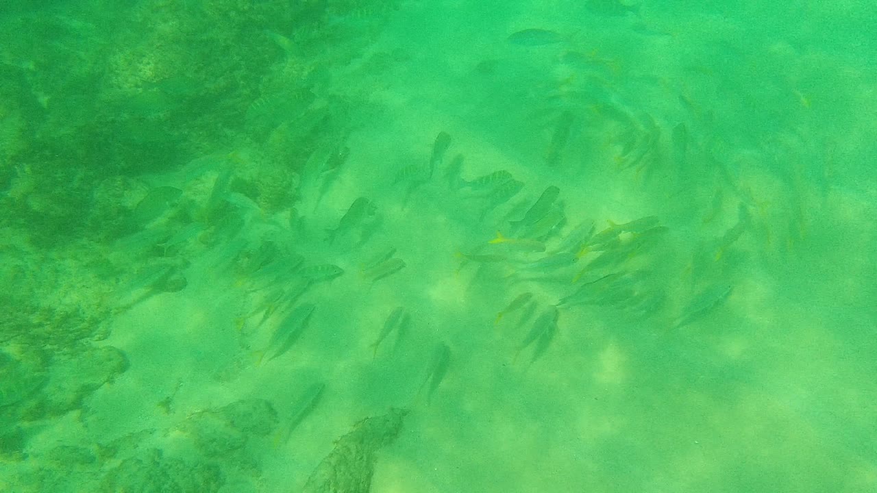 A loose school of small fish clusters near darker rocks and sand patches in green shallow water at Palmilla Los Cabos, Baja California Sur, with no visible people.