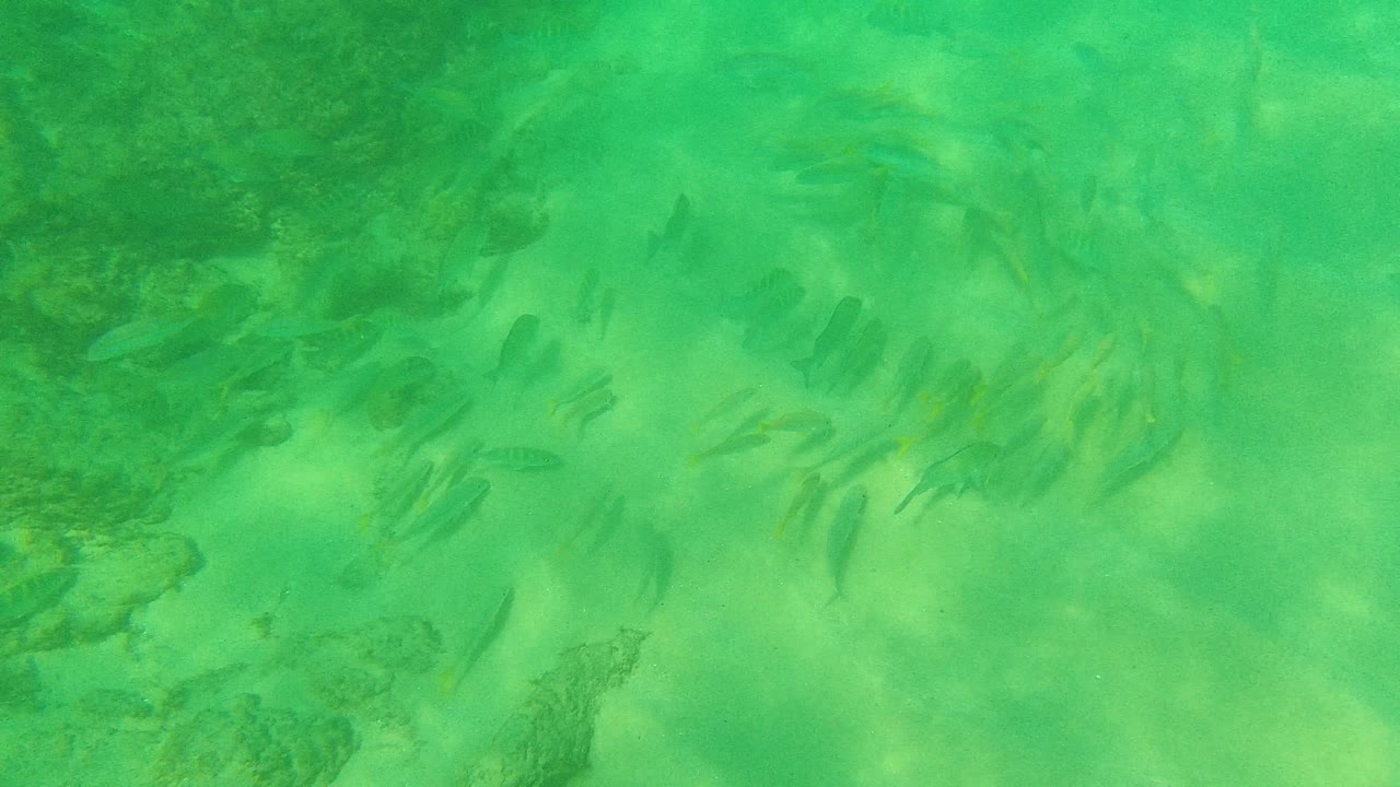Small fish move across pale sand and submerged rocks in green-tinged clear water at Palmilla Los Cabos, Baja California Sur, with no visible people.