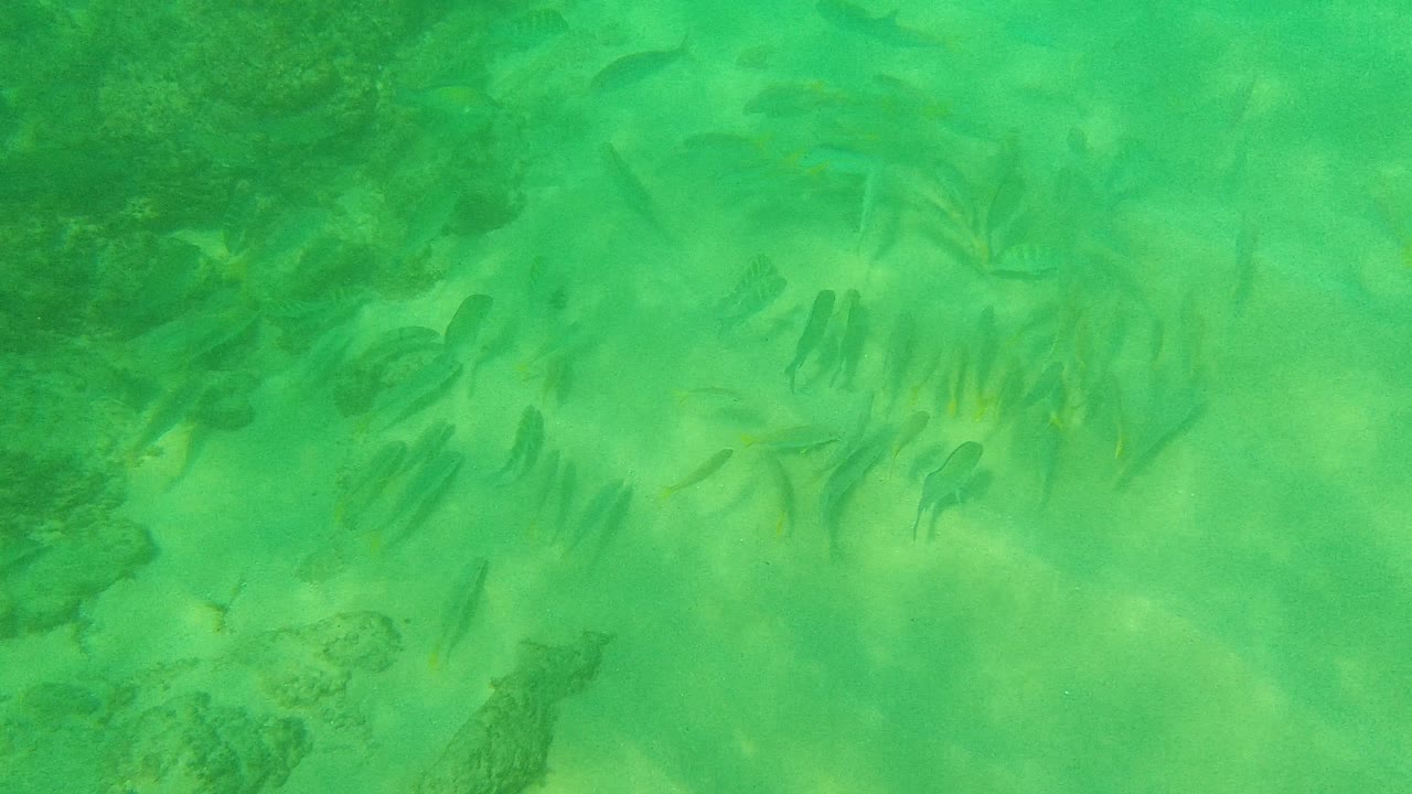 A school of small fish drifts beside a darker rocky patch under green shallow water at Palmilla Los Cabos, Baja California Sur, with no visible people.