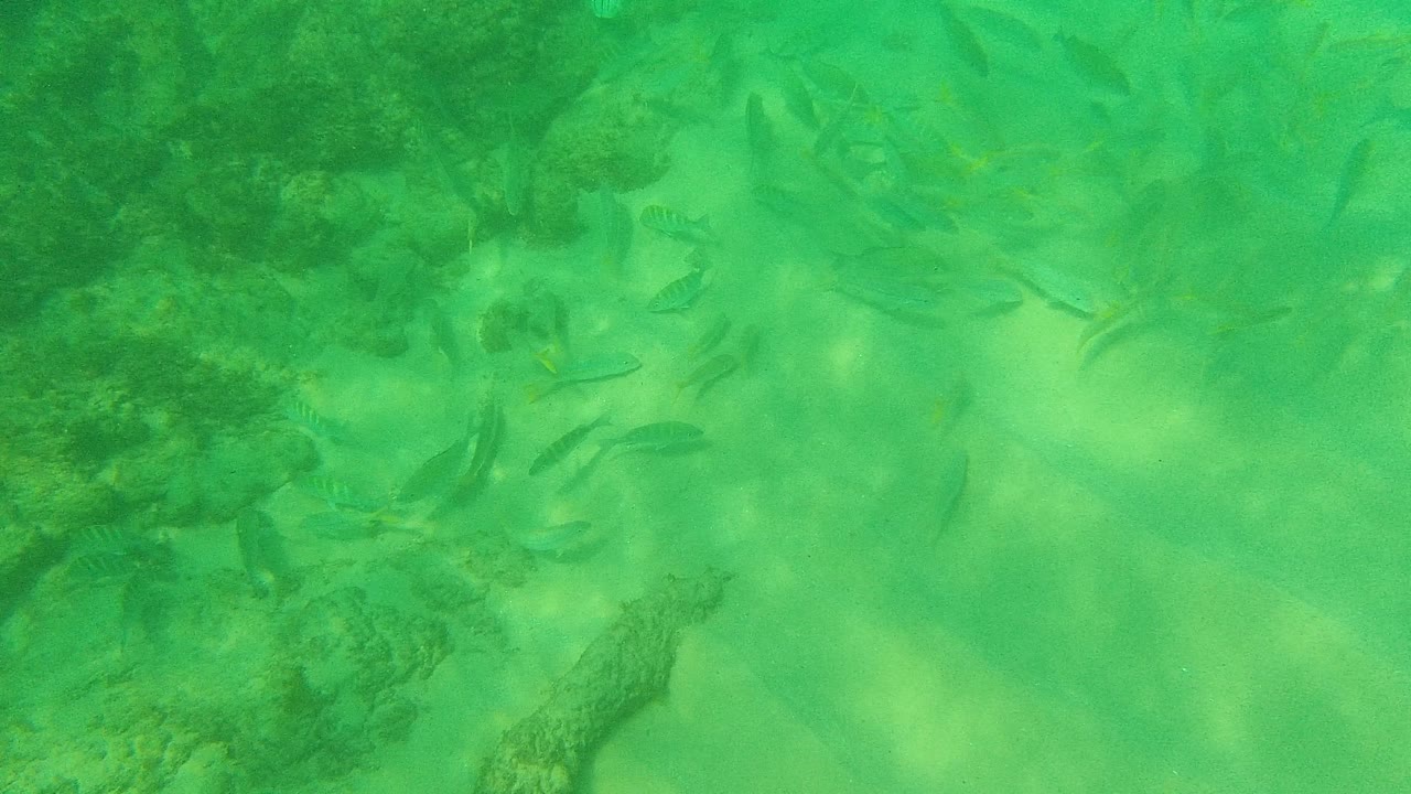 Small fish swim through green water over a sandy bottom with darker rock and coral patches in Palmilla Los Cabos, Mexico, with no visible people.
