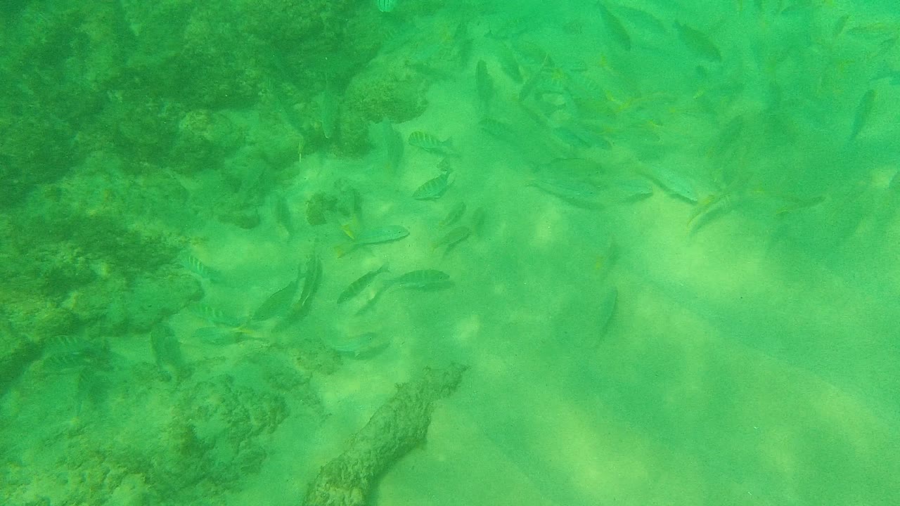 A loose group of small fish gathers near darker underwater rocks and coral shapes in clear green water at Palmilla Los Cabos, with no visible people.