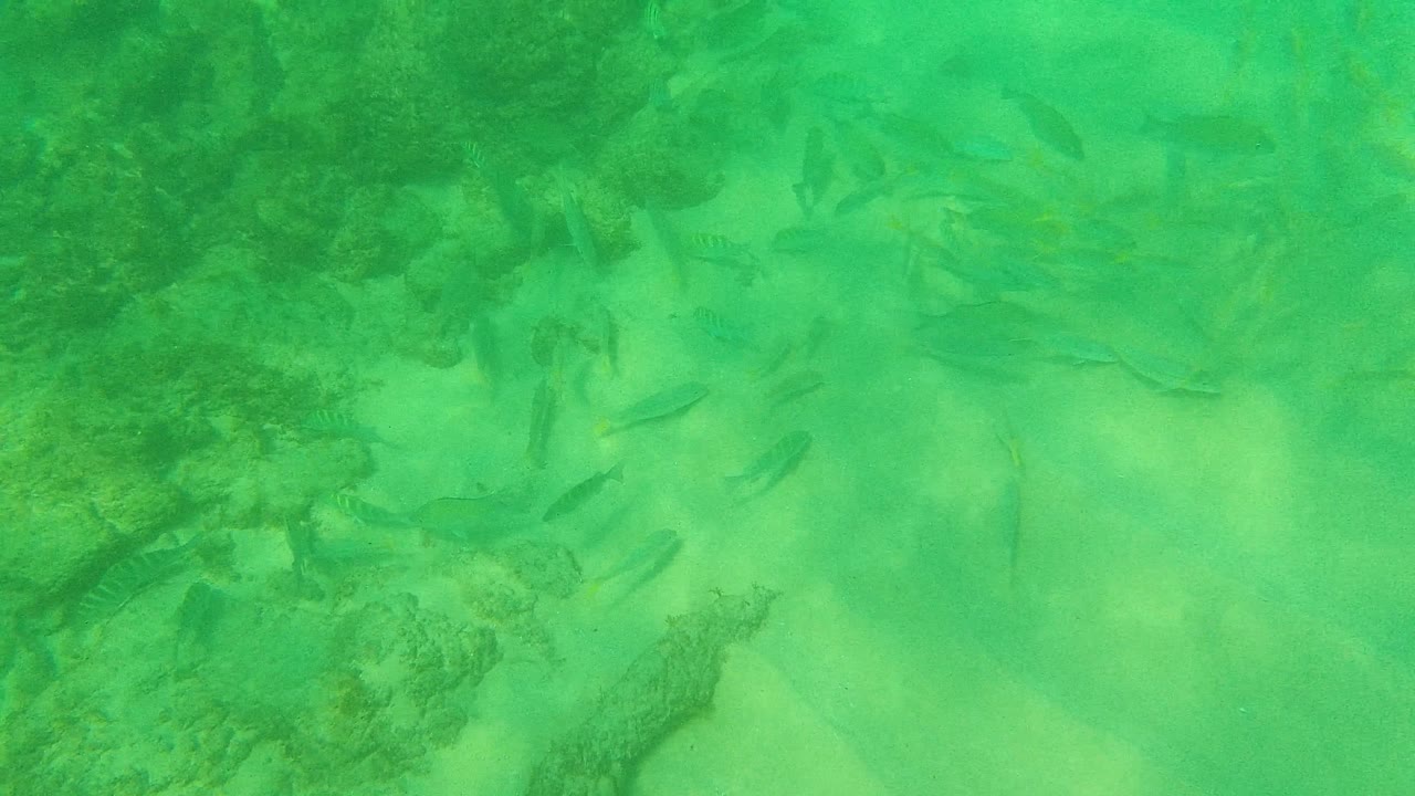 Scattered small fish cross pale sand in green water, with soft light and faint rock texture visible below at Palmilla Los Cabos, Mexico, and no visible people.