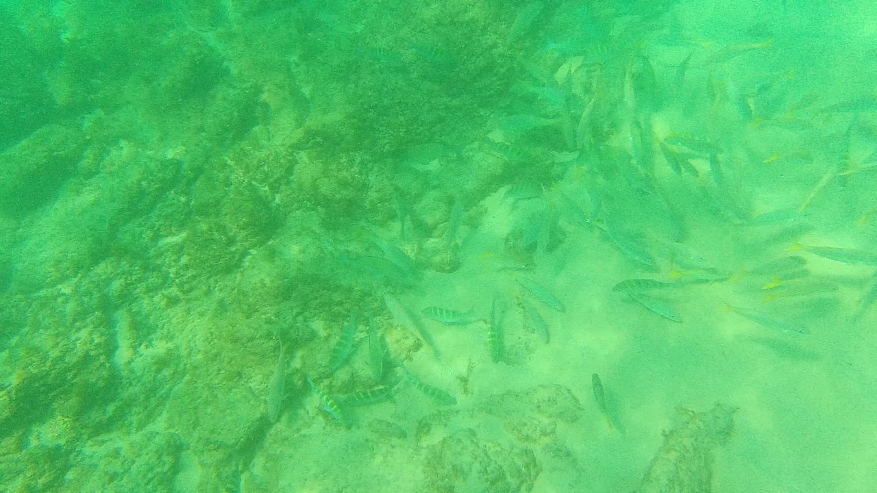 Small fish over a rocky seabed in green underwater light.