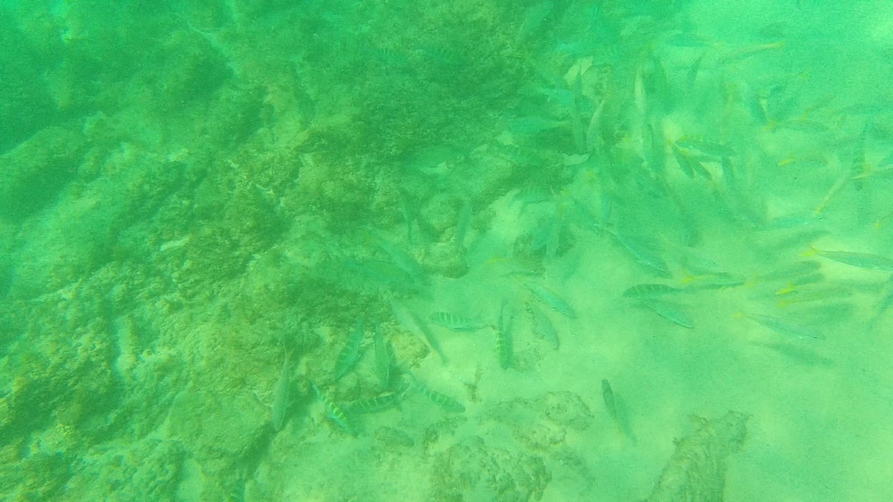 A loose group of small fish gathers near darker underwater rocks and pale sand in Palmilla Los Cabos, with no visible people.