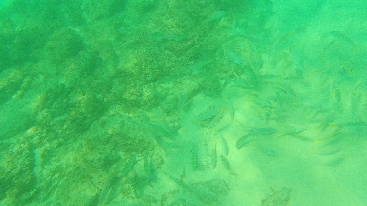 Small fish pass between dark rocks and lighter sandy patches in the green underwater scene at Palmilla Los Cabos, with no visible people.
