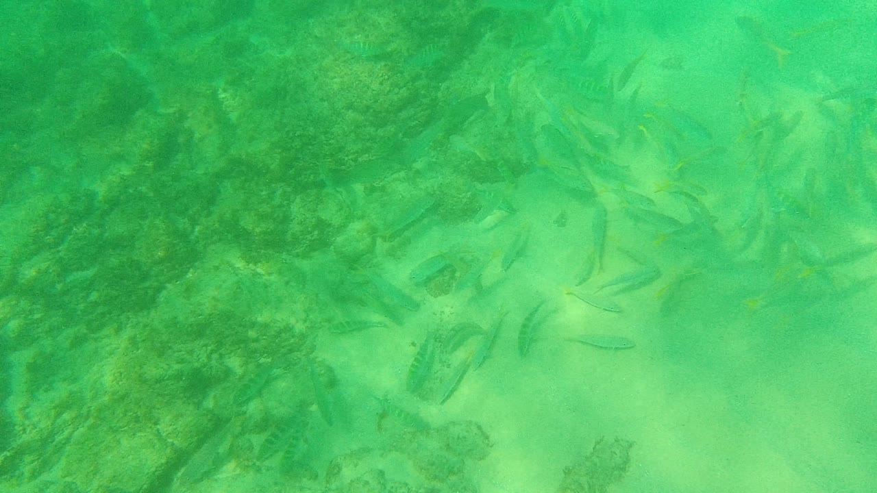 A loose school of small fish spreads across pale seabed and dark rock shapes in Palmilla Los Cabos green water, with no visible people.
