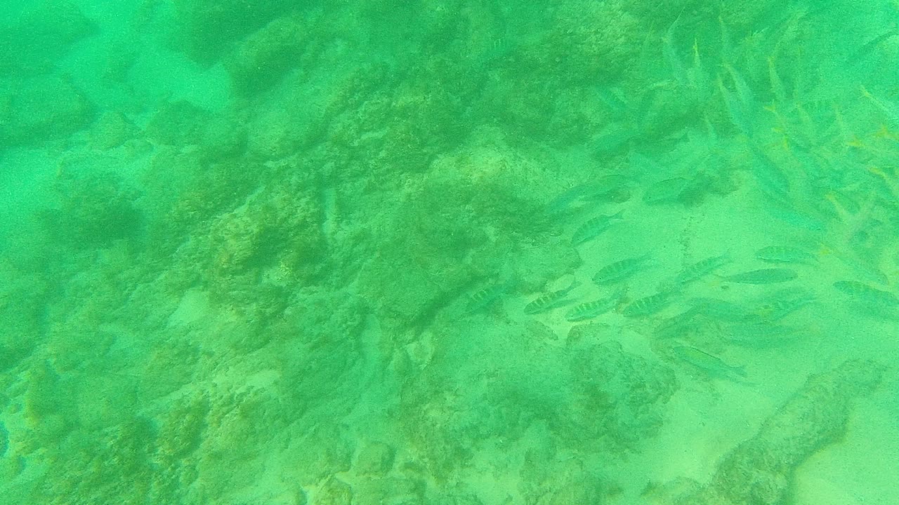 Small fish swim over rocks and pale sand in clear green water at Palmilla Los Cabos, with no visible people.