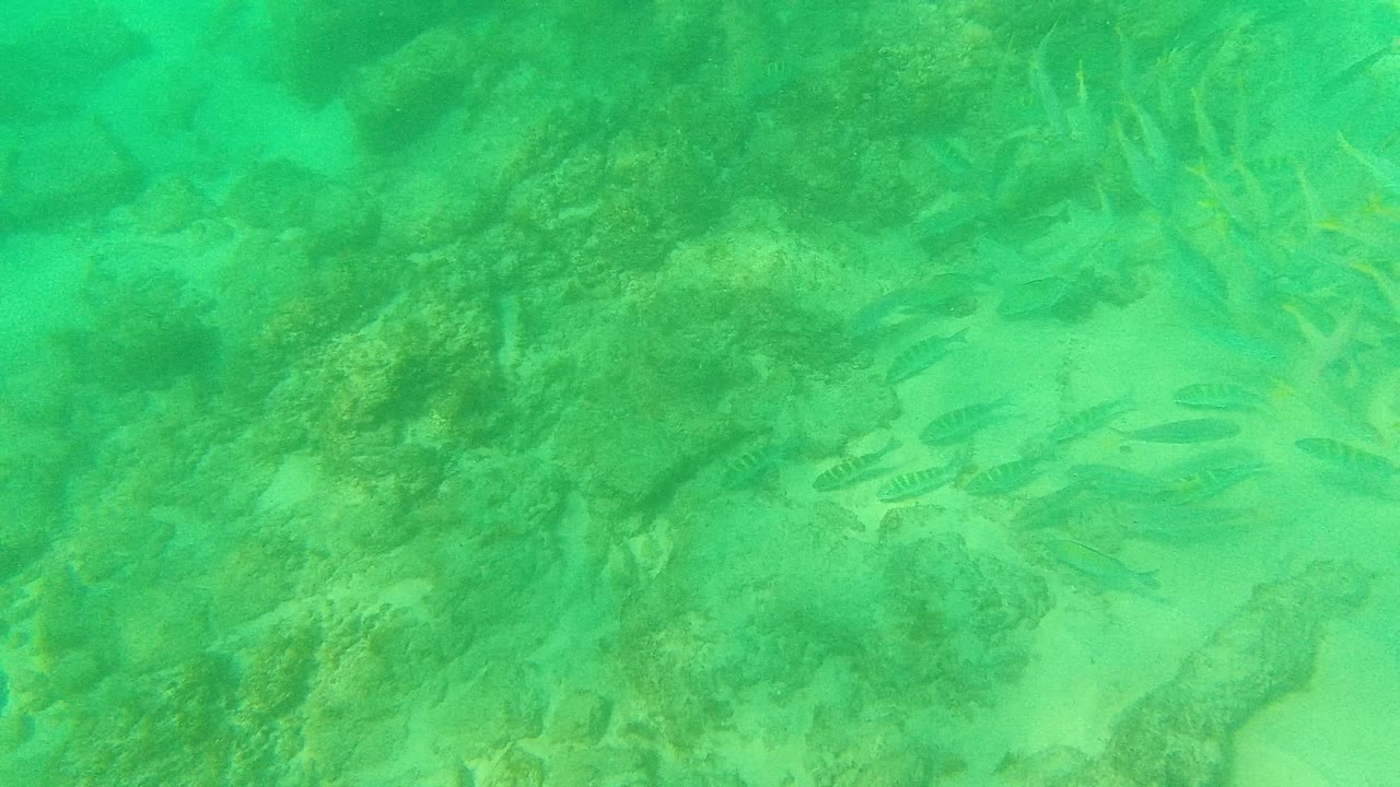 A loose school of small fish crosses a darker rocky patch above the sandy seabed at Palmilla Los Cabos, with no visible people.