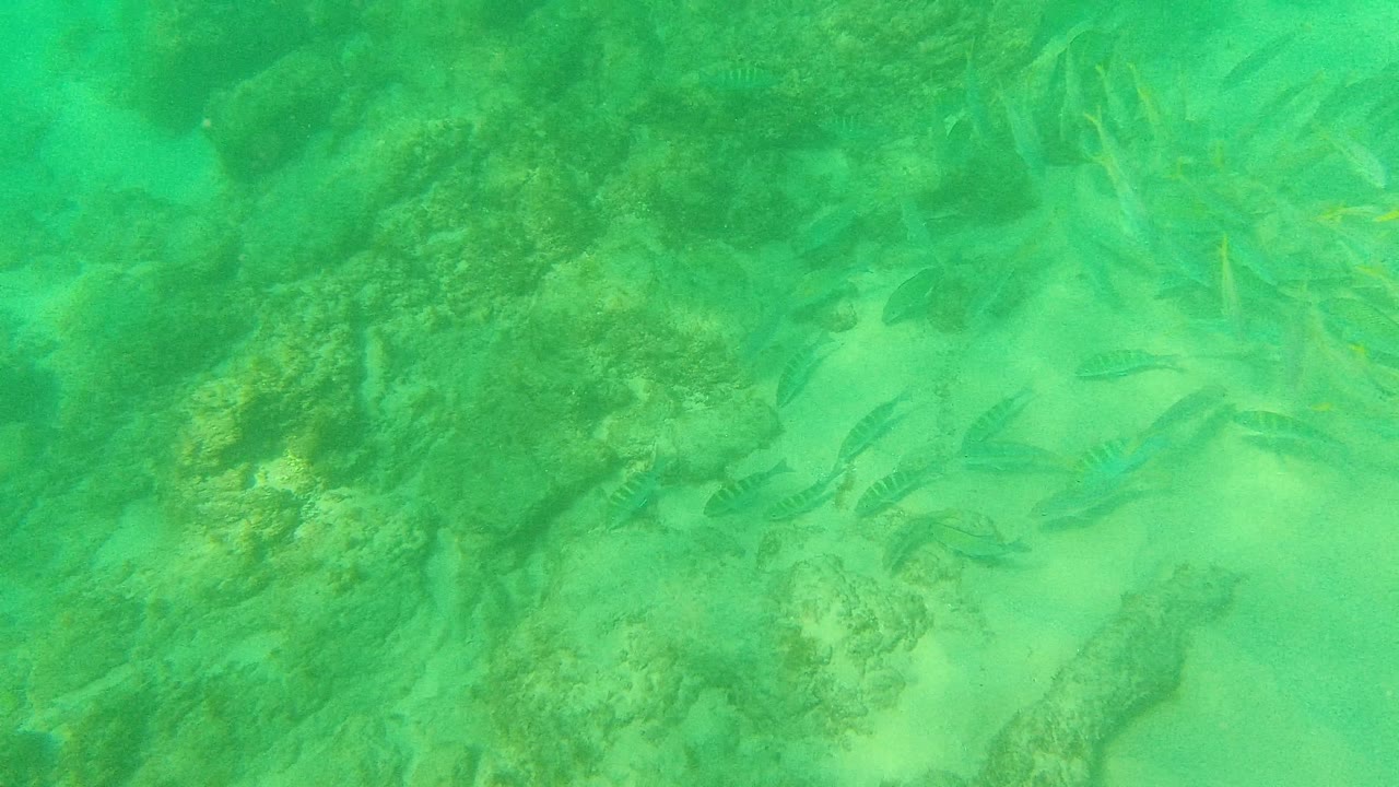 Small fish gather around uneven rocks and sandy gaps in green underwater visibility at Palmilla Los Cabos, with no visible people.