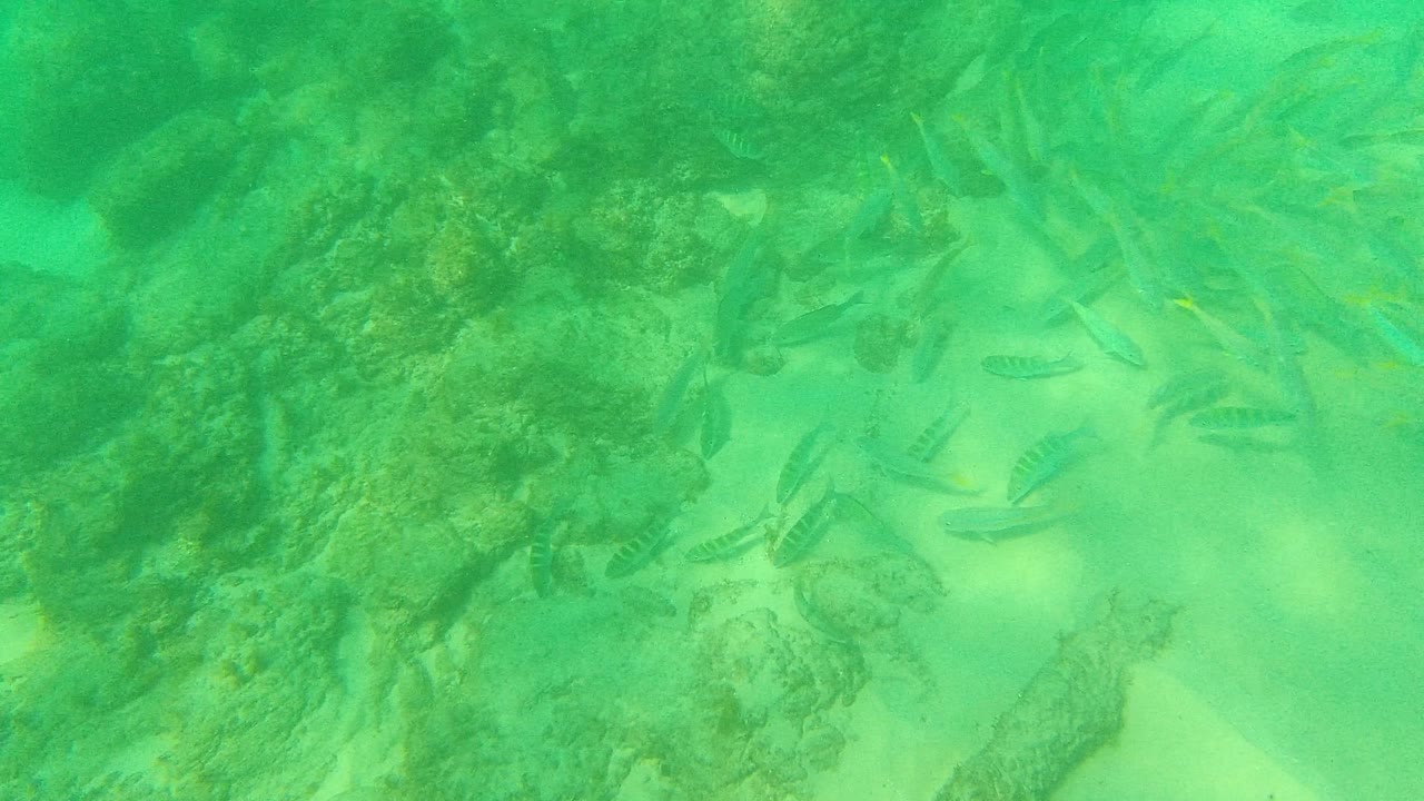 Fish scattered across shallow green water above rocks.