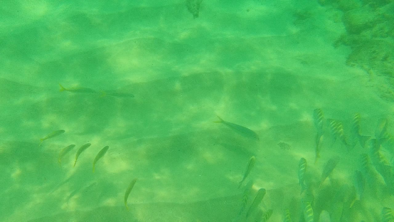 Small fish swim above a sandy green seabed at Palmilla Los Cabos, Baja California Sur, with faint rocks in the background and no visible people.