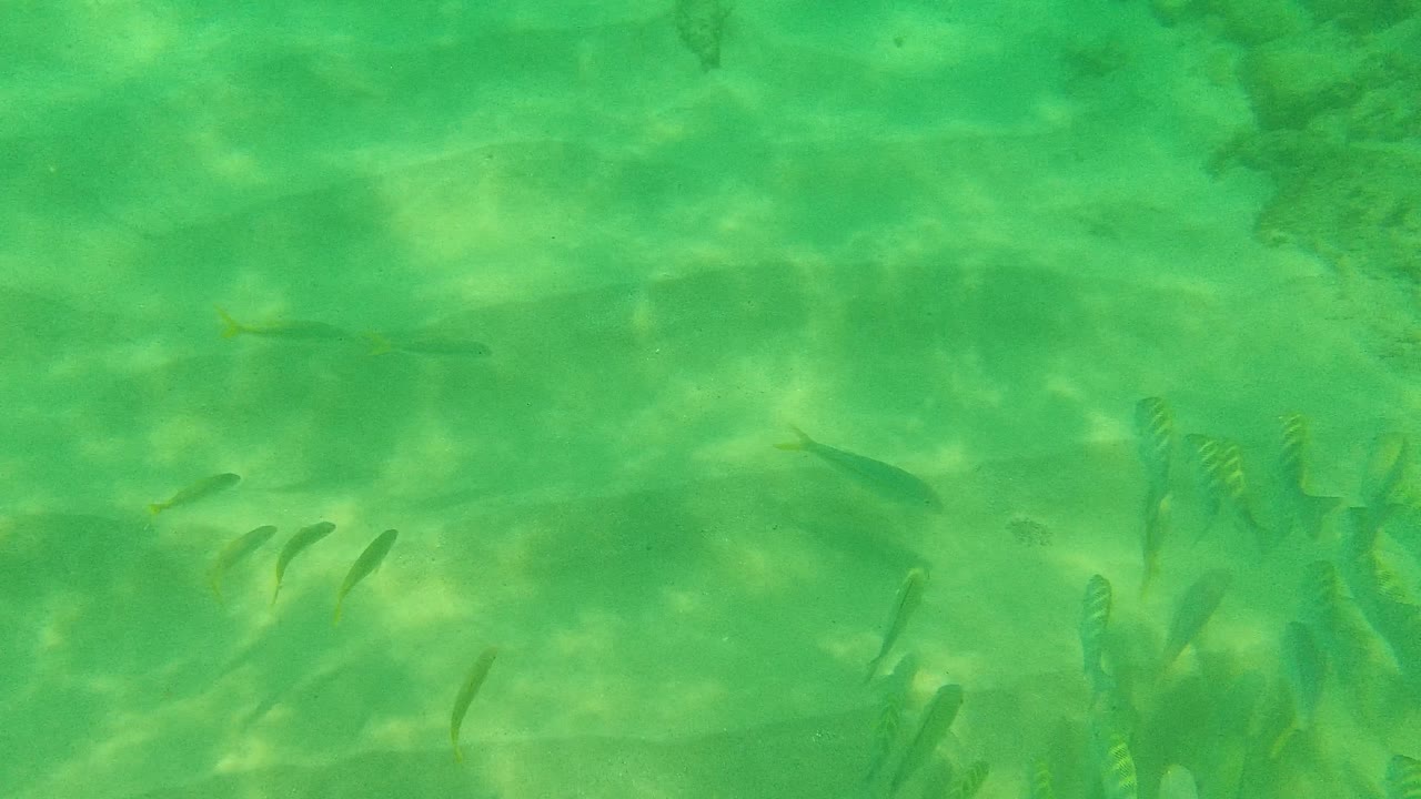 A small group of fish crosses the sandy underwater bottom in Palmilla Los Cabos, with several striped fish near the center and no visible people.