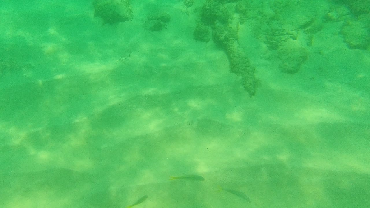 Small fish remain spread across the green underwater view at Palmilla Los Cabos, with sand below and soft rippled light visible across the frame, no visible people.