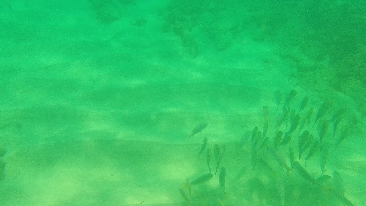 Small fish gather near the lower center over a sandy seabed in green water at Palmilla Los Cabos, with no visible people.