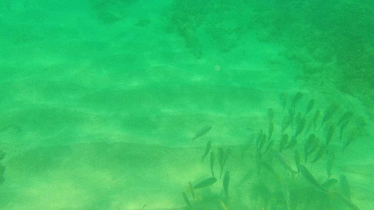 Small fish cluster toward the right side while filtered green light moves across the sandy seabed at Palmilla Los Cabos, with no visible people.