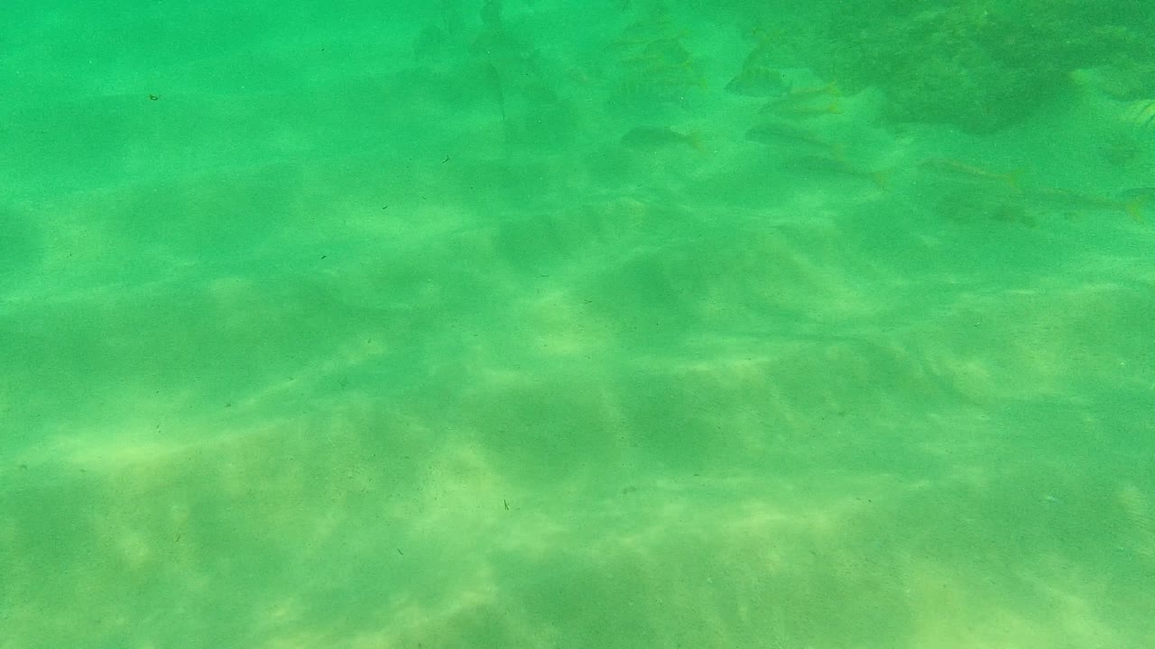 Palmilla Los Cabos underwater frame with small fish beginning to appear against the green water and sandy bottom, with no visible people.