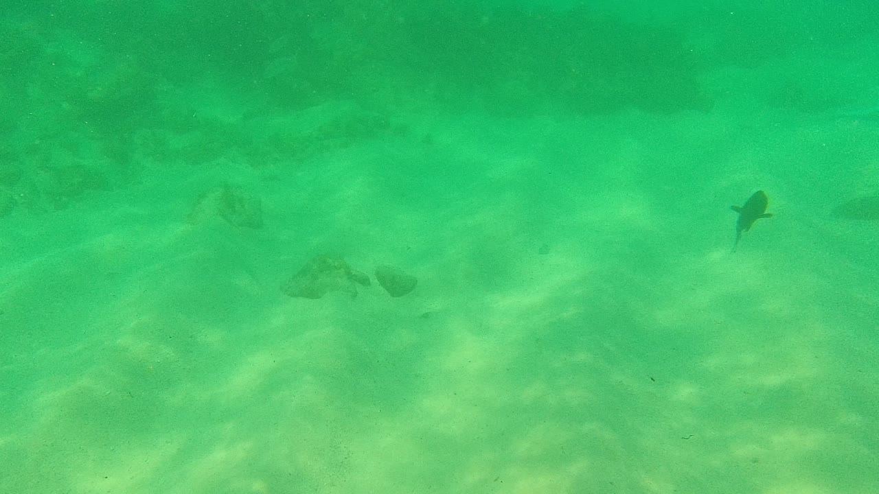 Small dark fish and faint seabed patches appear through clear green water over sand in Palmilla Los Cabos, with no visible people.