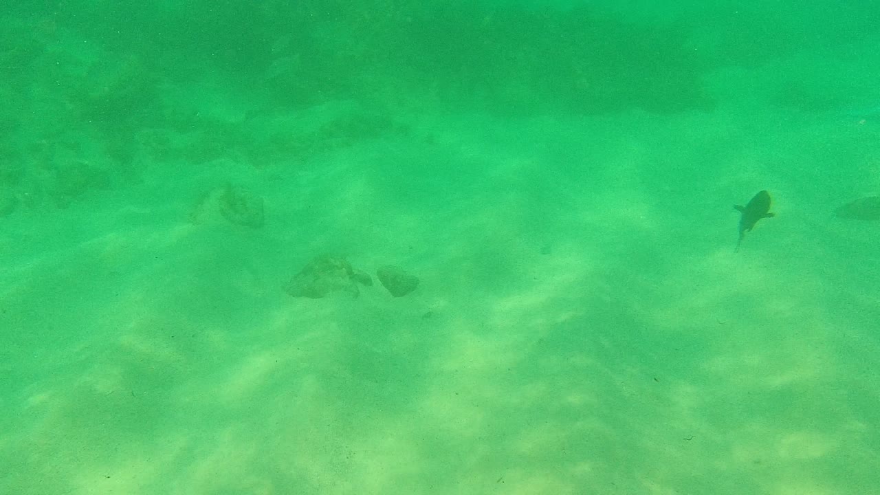 Green underwater view with sand ripples and a small dark fish
