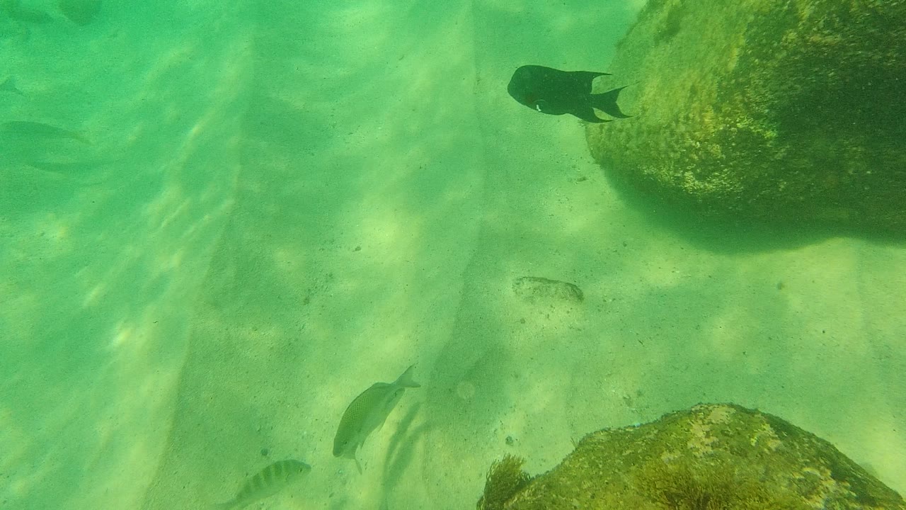 Fish over a sandy underwater bottom beside algae-covered rocks
