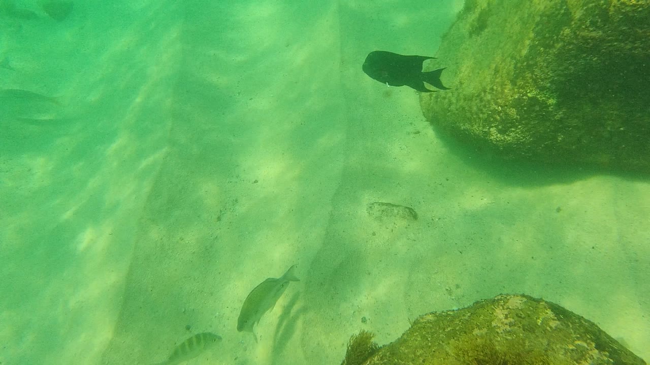 Underwater frame from Palmilla Los Cabos showing a dark fish near an algae-covered rock, smaller fish lower in the water, pale sand below, and no visible people.