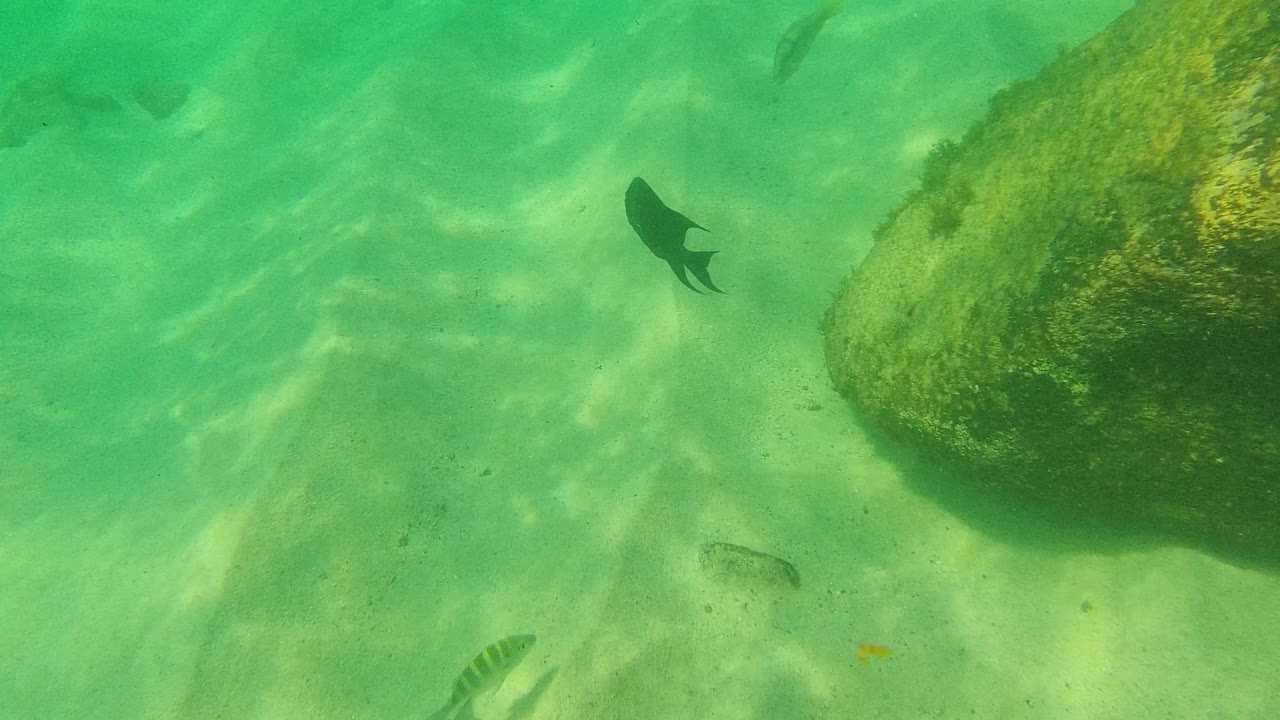 Palmilla Los Cabos underwater view with a dark fish near the upper right rock, a striped fish low in frame, clear green water, sandy bottom, and no visible people.