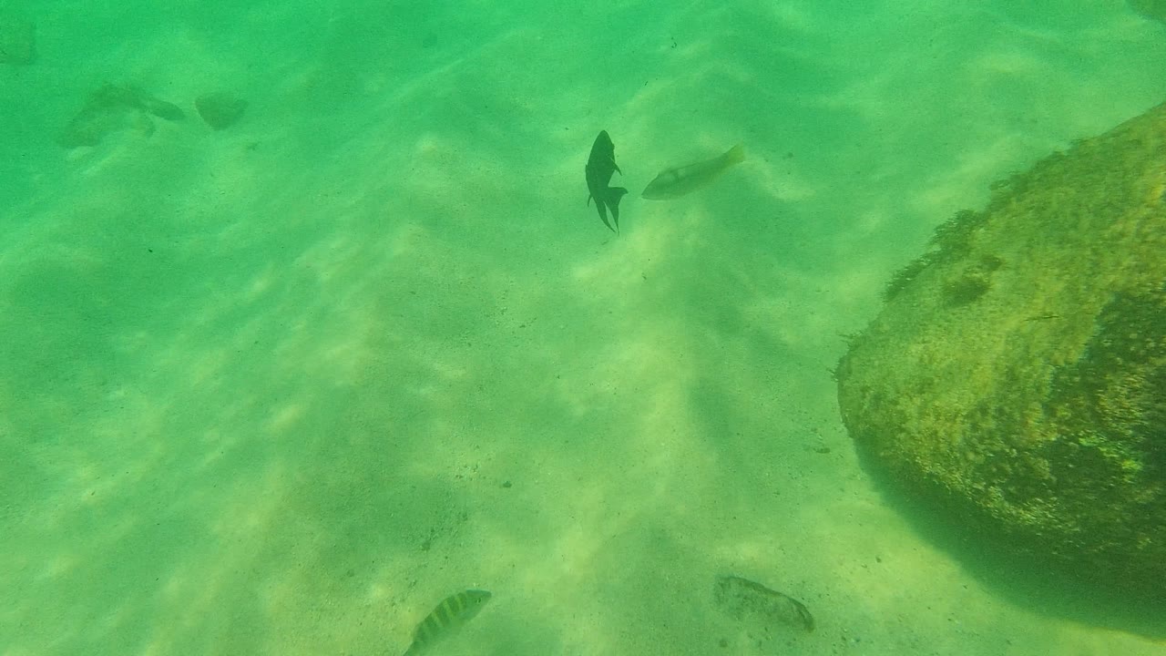 Underwater Palmilla Los Cabos frame with a dark fish at left, a pale fish in the midground, a rock at right, striped fish near the lower edge, and no visible people.