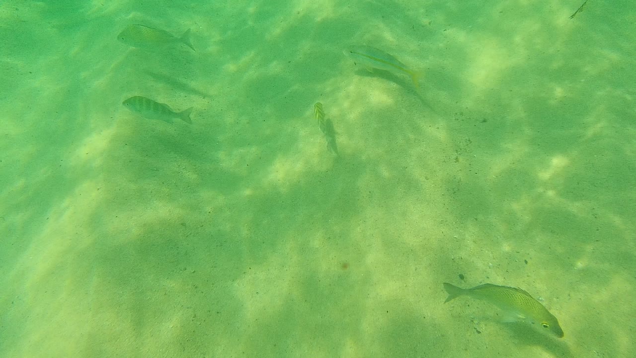 Small fish over green underwater sand with sunlight patterns.