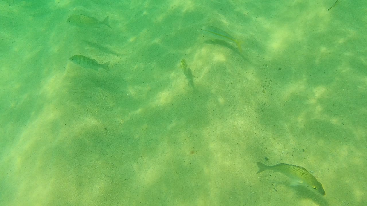 Several small fish silhouettes appear across the upper and lower parts of the green underwater frame over pale sand at Palmilla Los Cabos, Mexico, with no visible people.