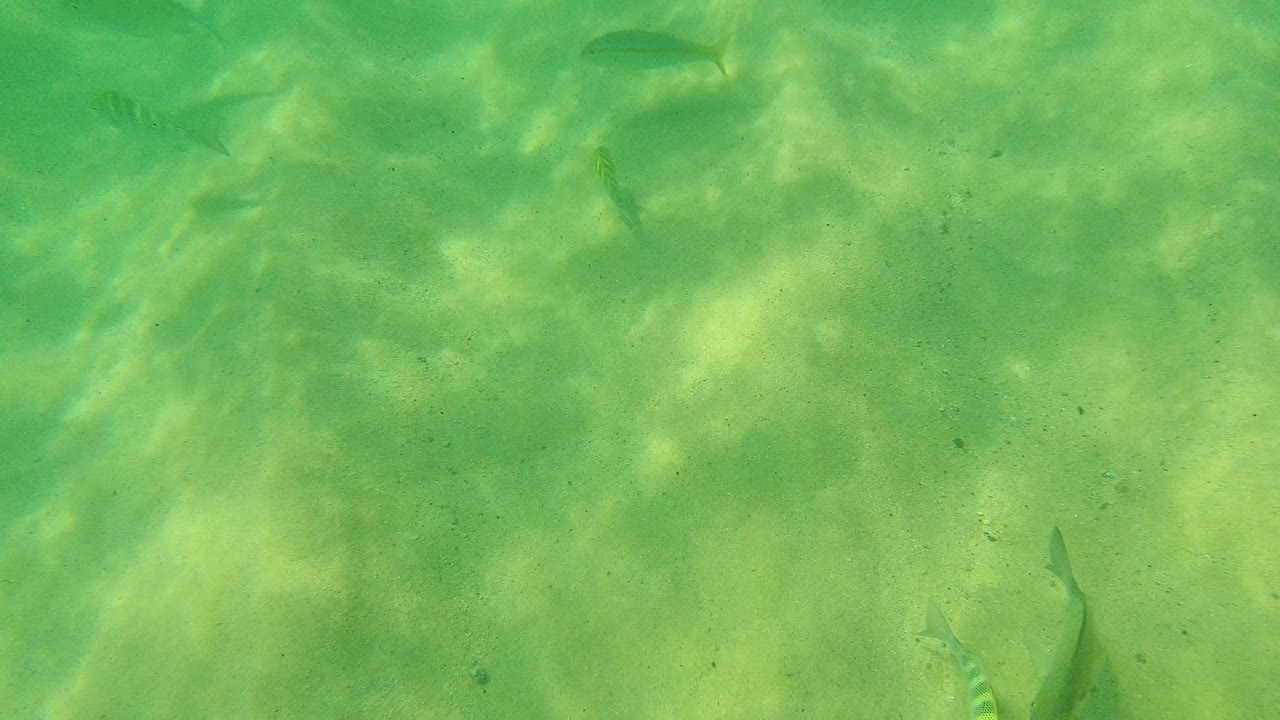 Small fish cross clear green water above a sandy bottom in Palmilla Los Cabos, Mexico, while bright ripples mark the sand and no people are visible.