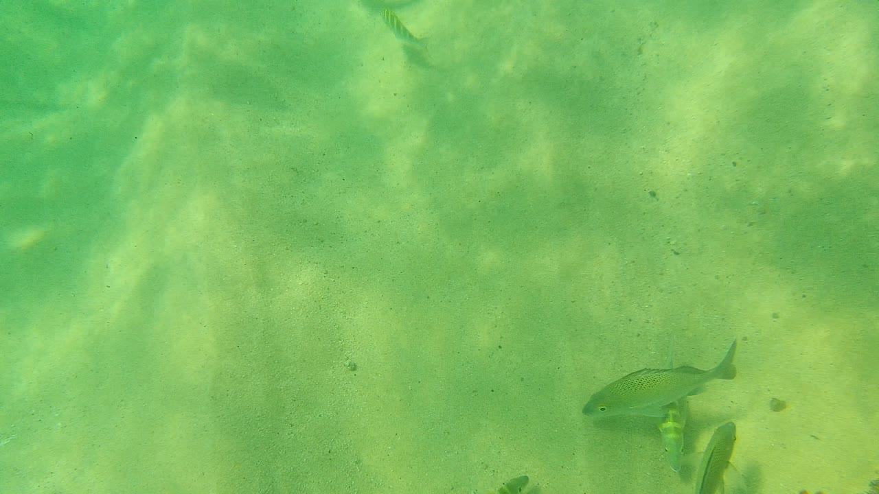 A small group of fish appears near the lower edge of the green underwater view over sandy seabed at Palmilla Los Cabos, Mexico, with no visible people.