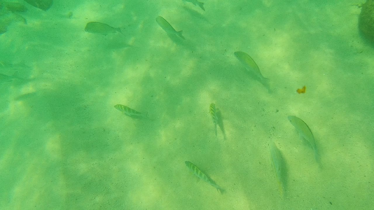 Small fish over a green-tinted sandy seabed.